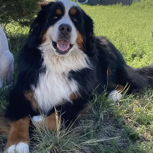 Bear